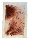 Dye study 24