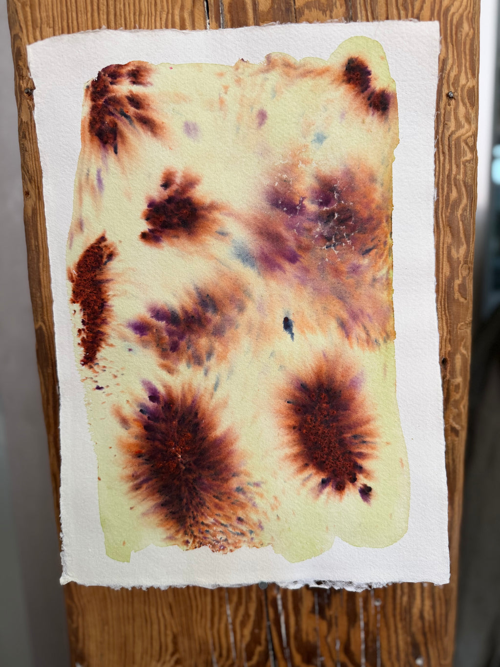 Dye study 13