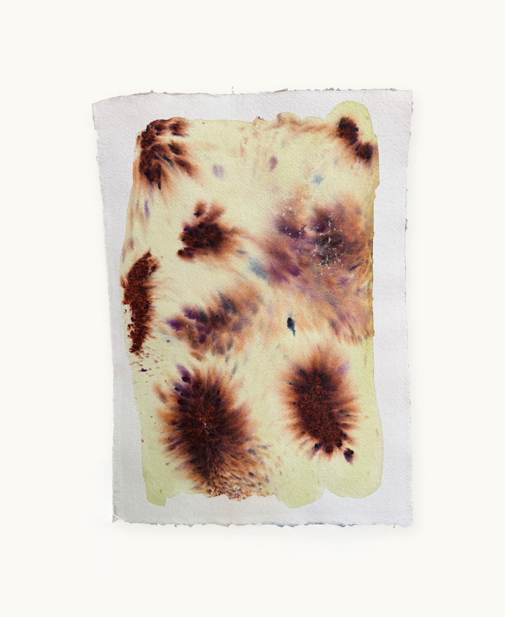 Dye study 13