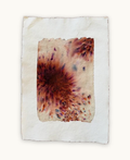 Dye study 25