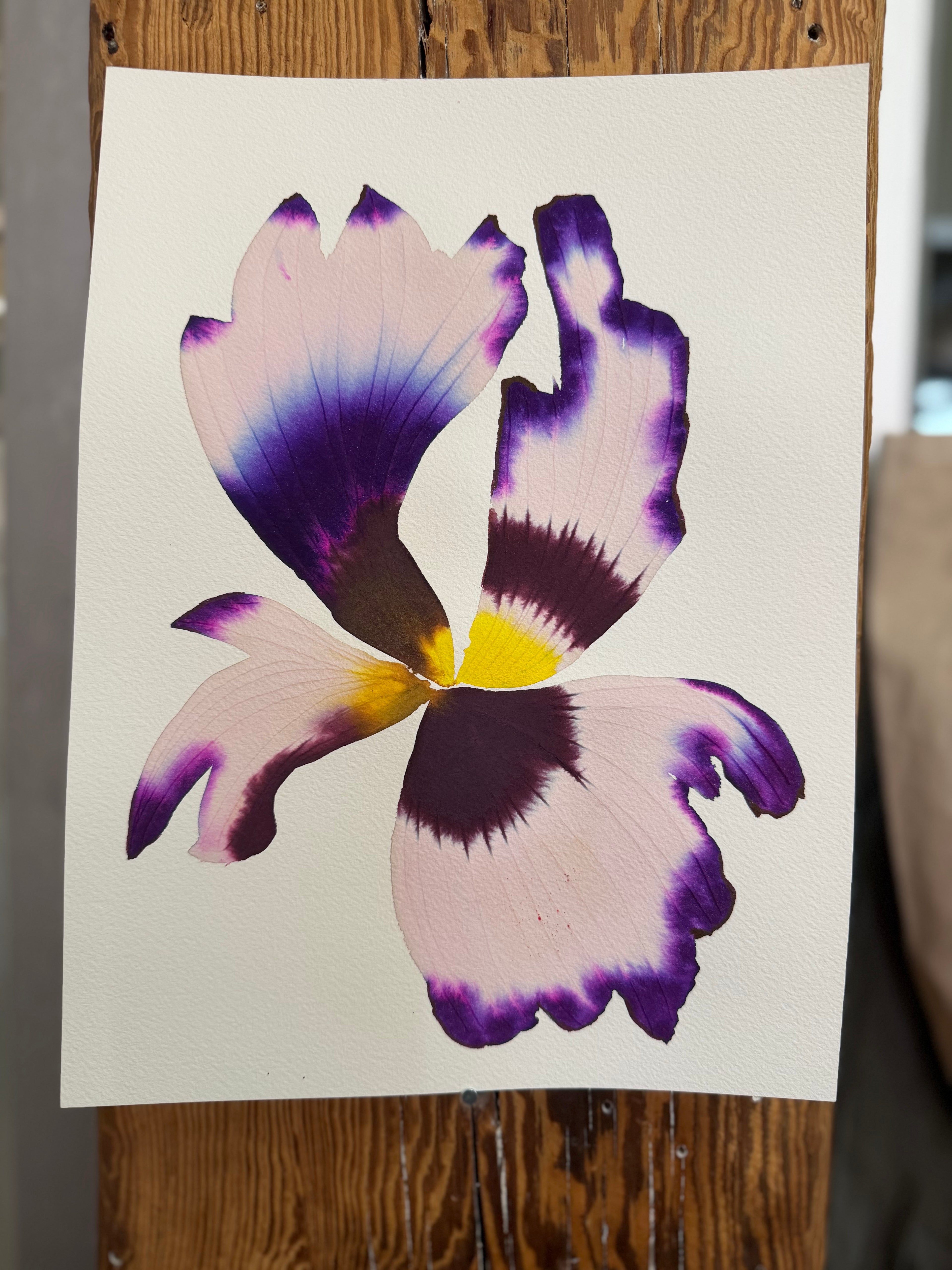 Medium inky iris 2