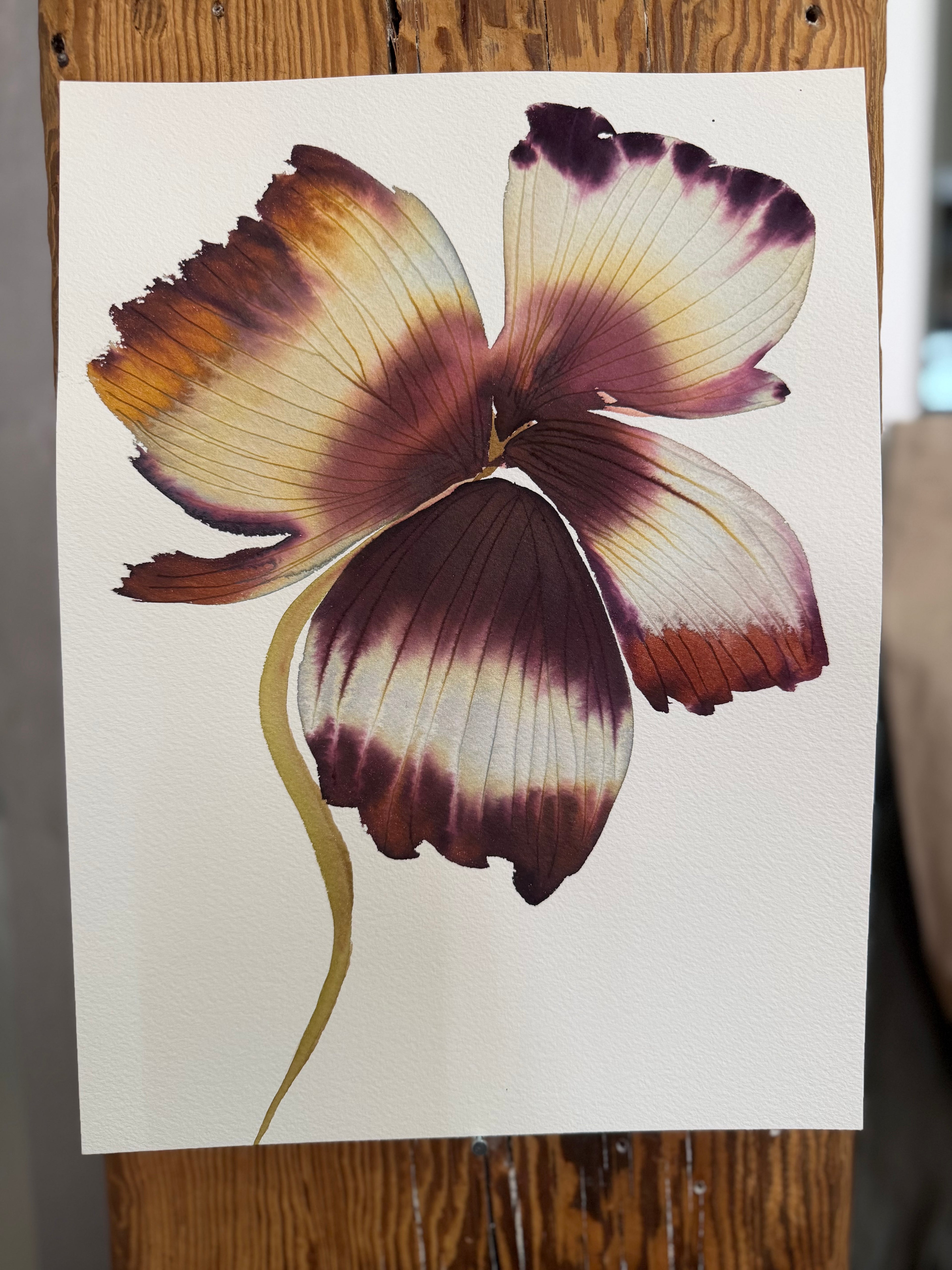 Medium inky iris 6