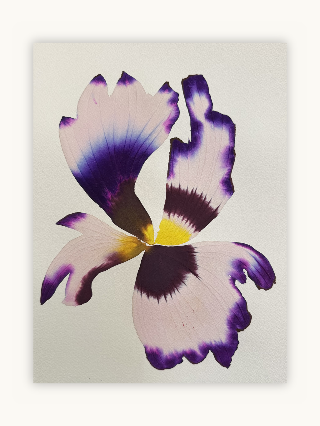 Medium inky iris 2