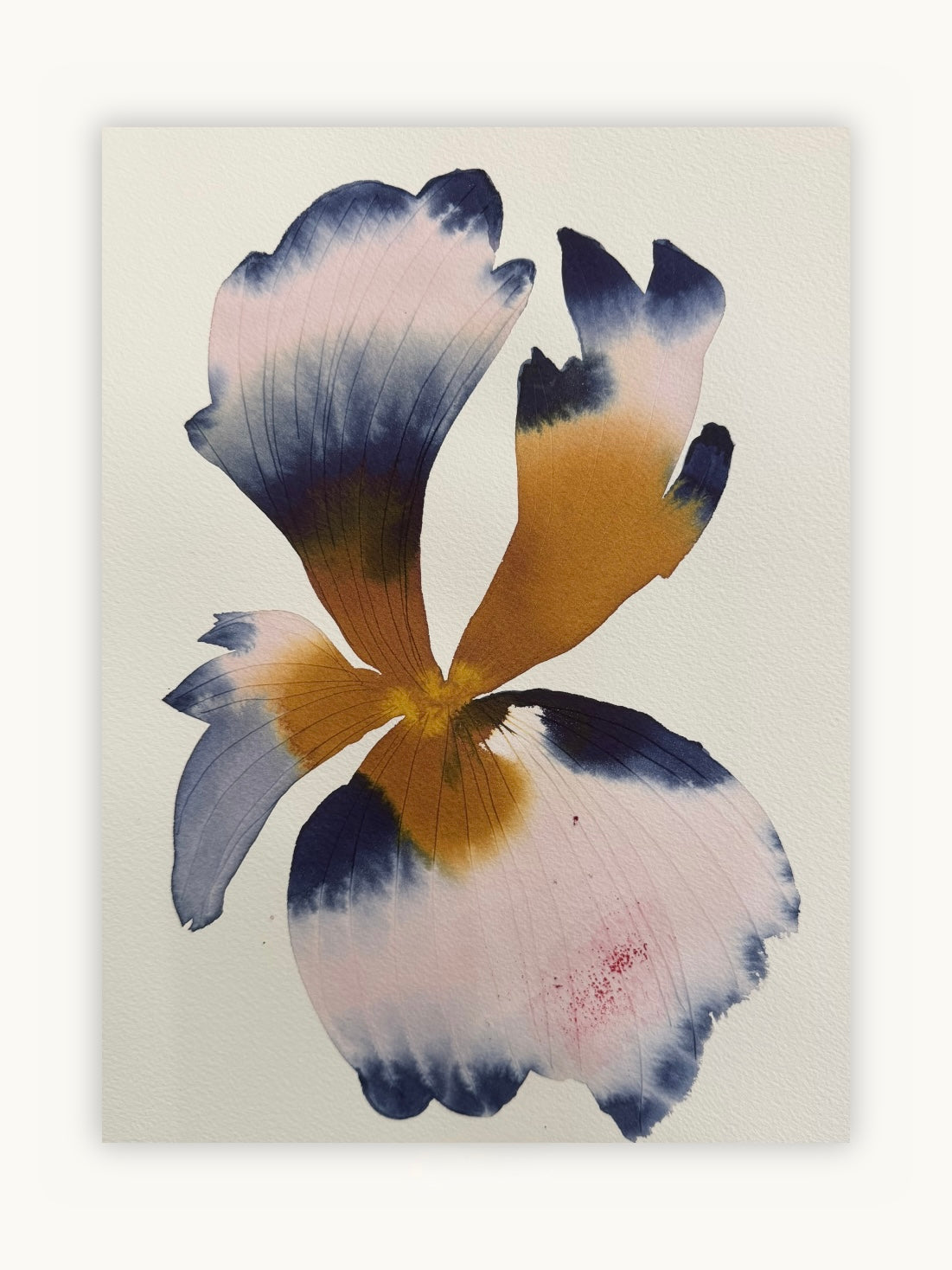 Medium inky iris 8