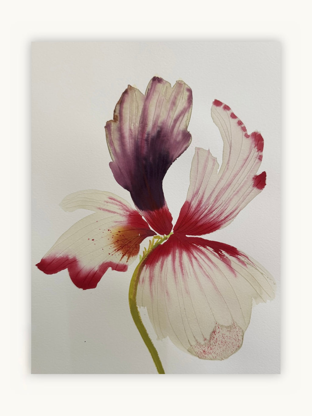 Medium inky iris 7