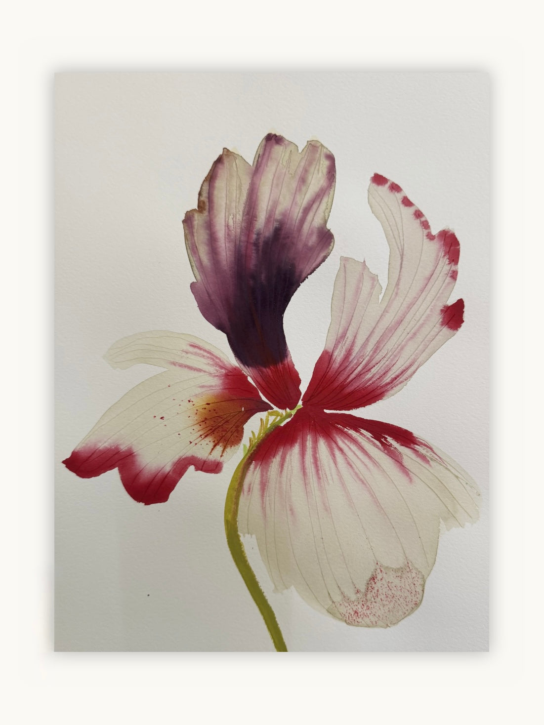 Medium inky iris 7
