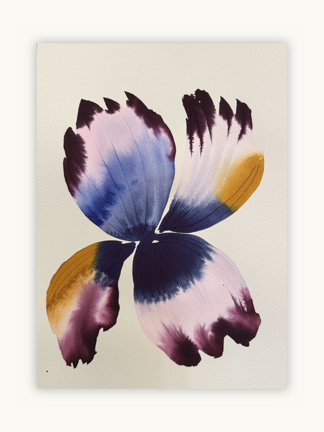 Medium inky iris 4