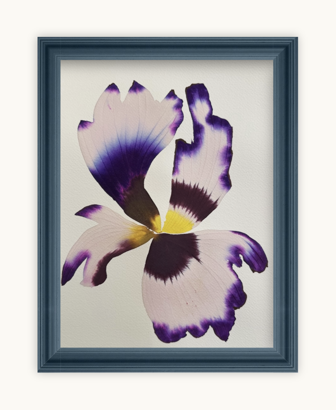 Medium inky iris 2