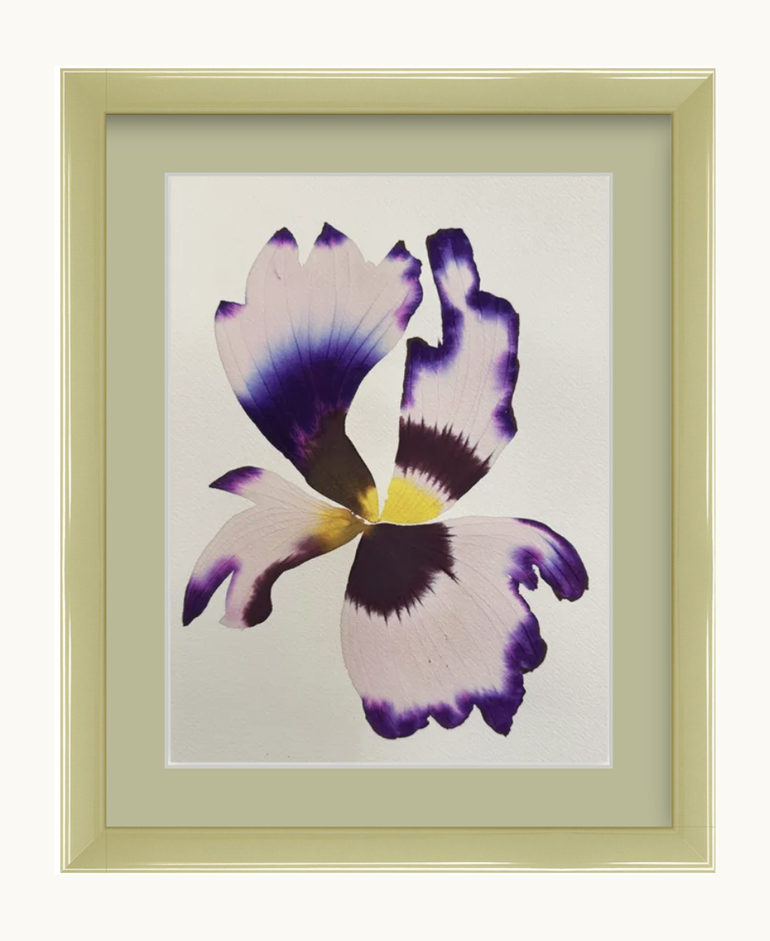 Medium inky iris 2