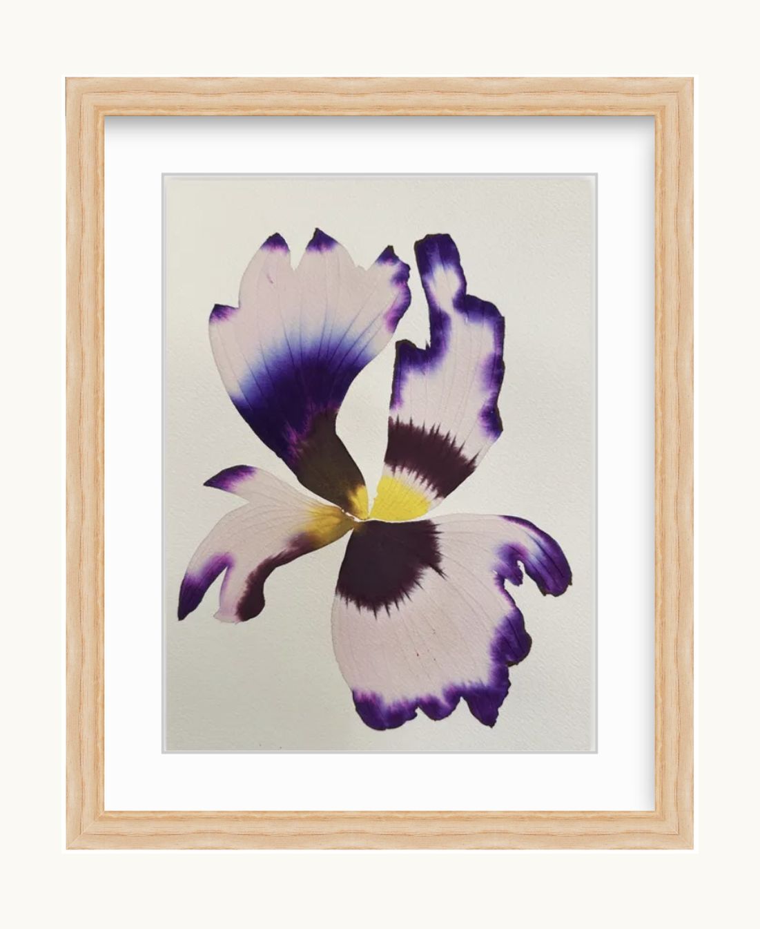 Medium inky iris 2